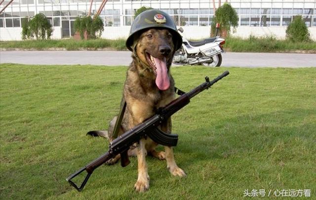 德牧犬正确的训练方式