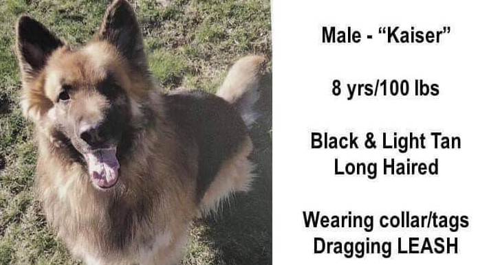 5岁的牧羊犬为何逃家玩失踪