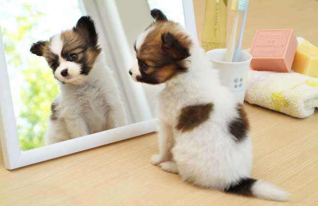 蝴蝶犬谁养谁倒霉