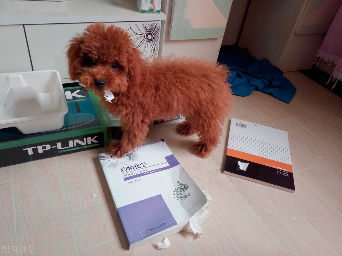 哪种小型犬好养又听话的呢