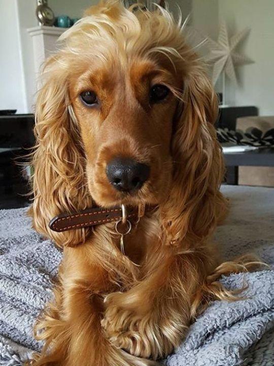 可卡犬为什么没人养