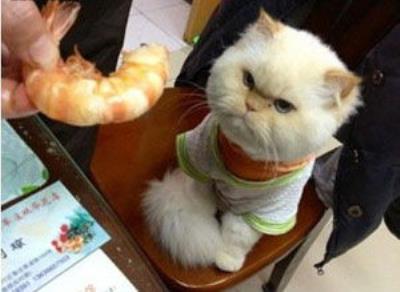 猫吃什么会中毒立刻死