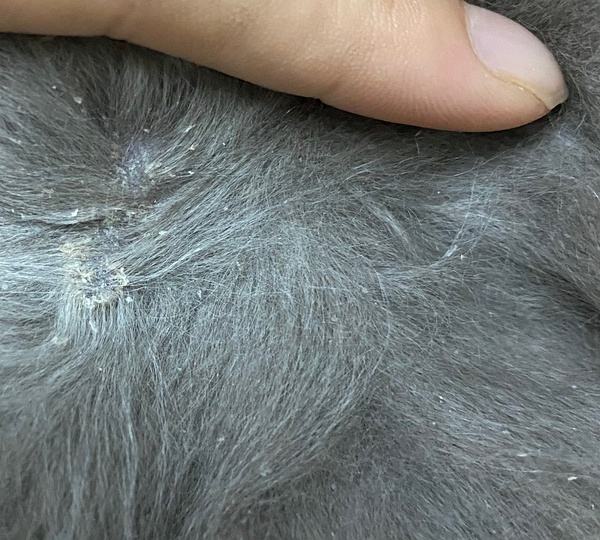 猫身上为何有白色头皮屑