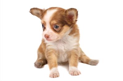犬细小病毒有什么症状你知道吗