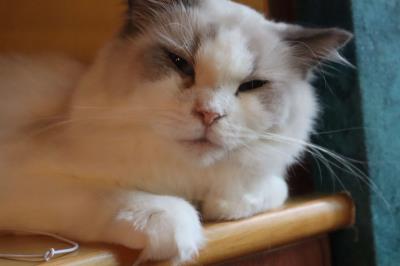 品相很差的布偶猫什么样