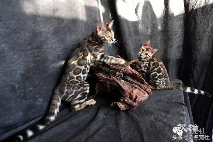 盘点国内十大顶级猫舍