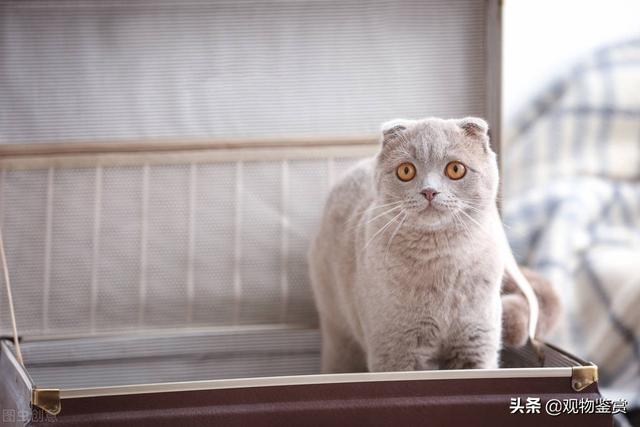猫猫假孕和真孕的区别