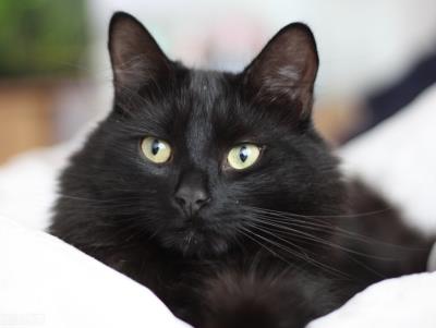 猫咪能吃状态好但是拉稀