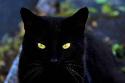 猫咪尿闭几天会死亡呢