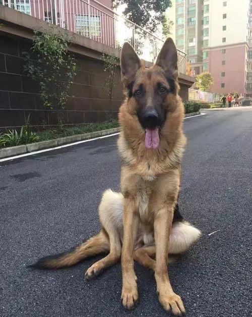 养德牧犬的小知识