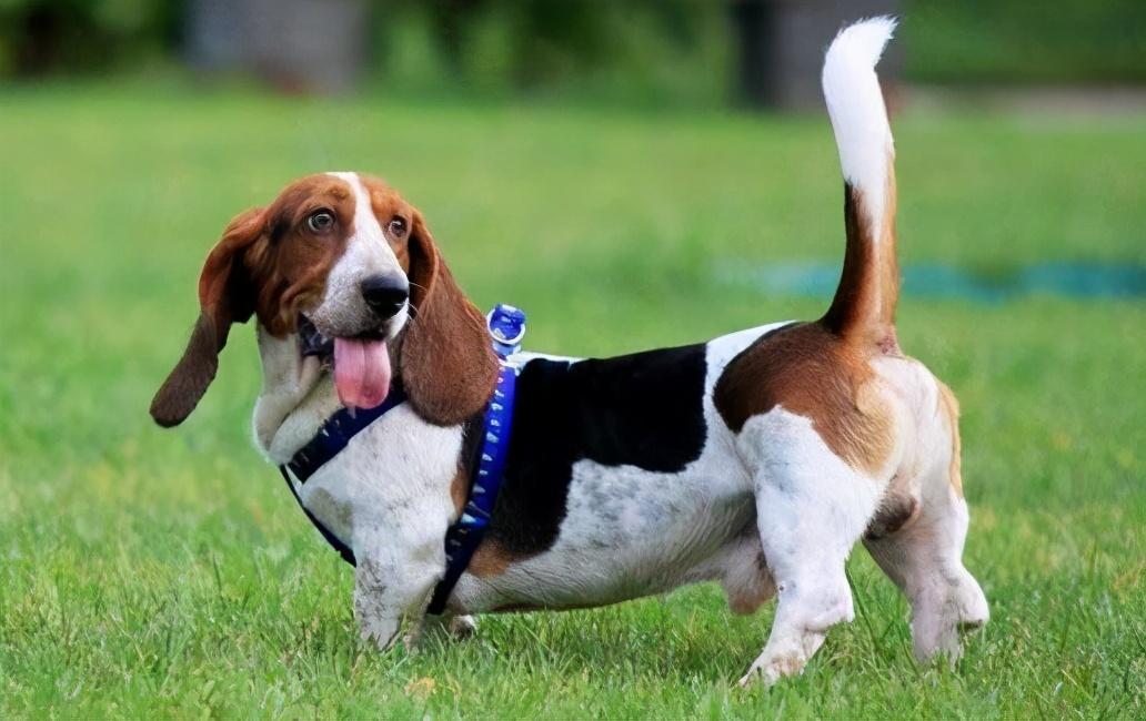 不养巴吉度犬的6大理由