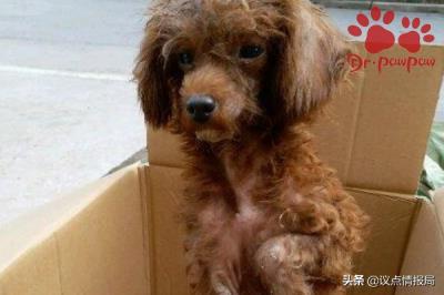 狗喘粗气像哮喘一样