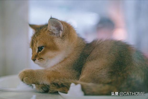 金渐层猫如何看出品相好坏