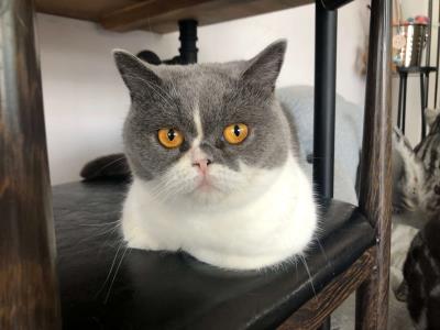 猫智商排名前十