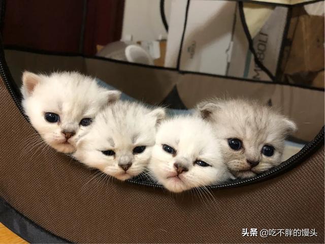 幼猫多久断奶吃干猫粮