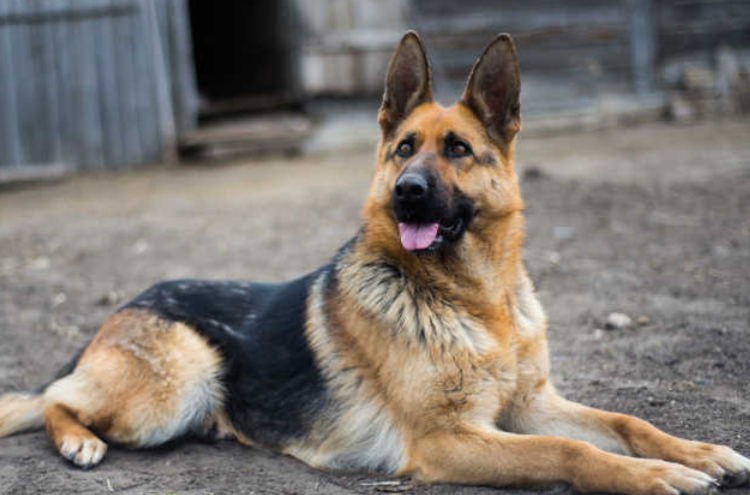 引起古代牧羊犬呕吐的几个原因