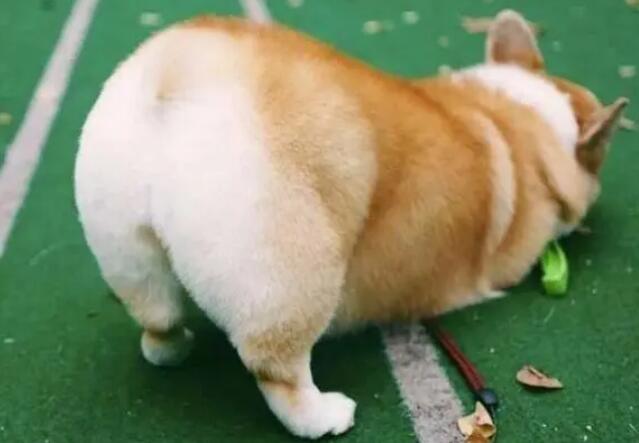 柯基犬怀孕多久能生产呢