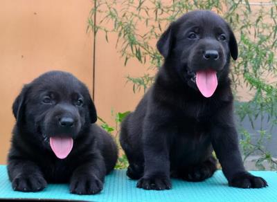 拉布拉多犬图片