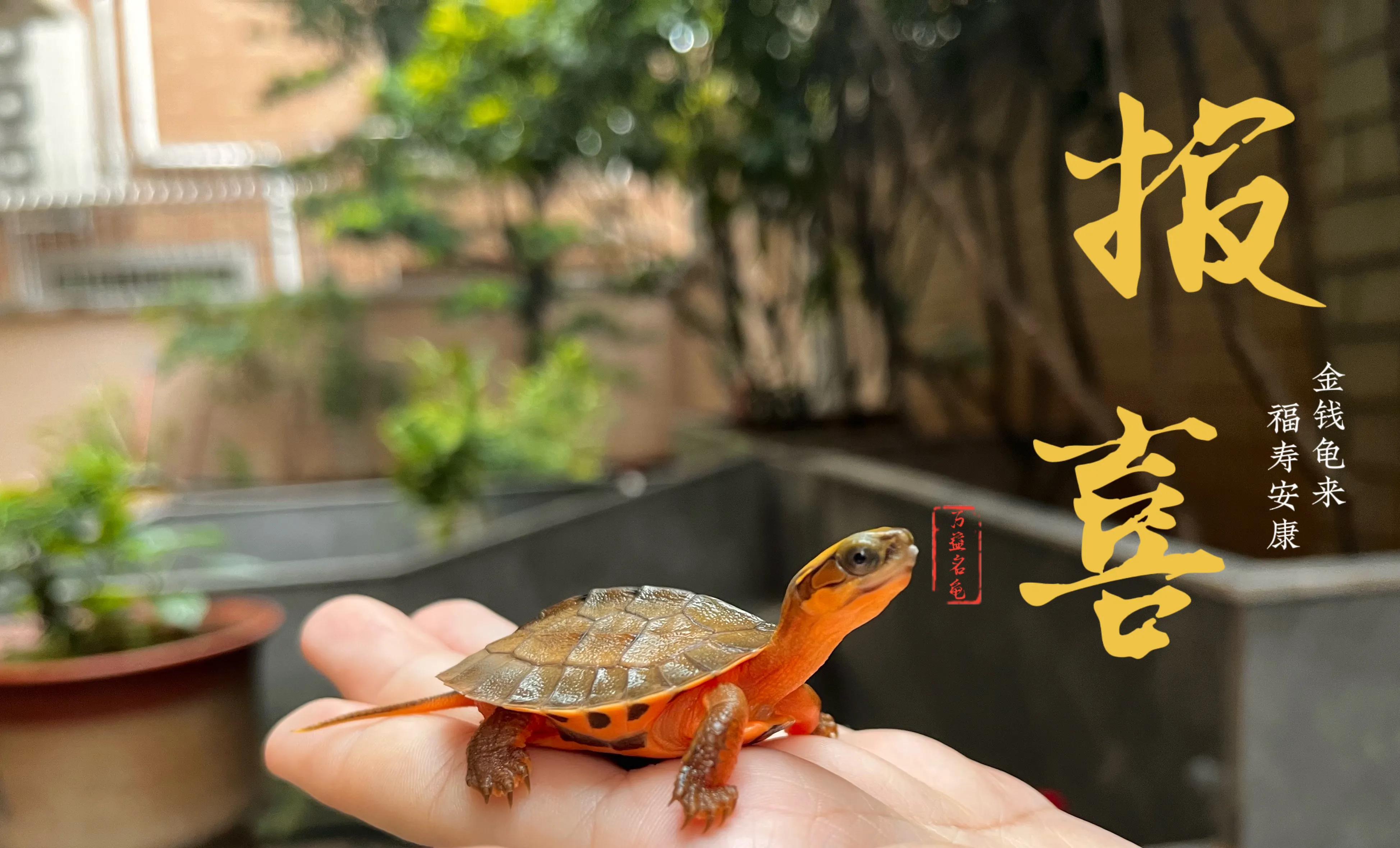 家庭式金钱龟养殖方法