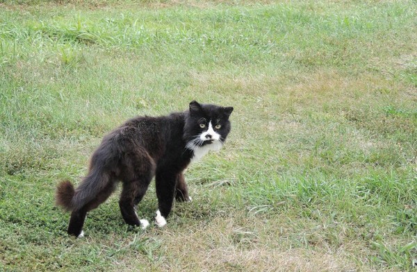 如何预防有害的猫应激反应