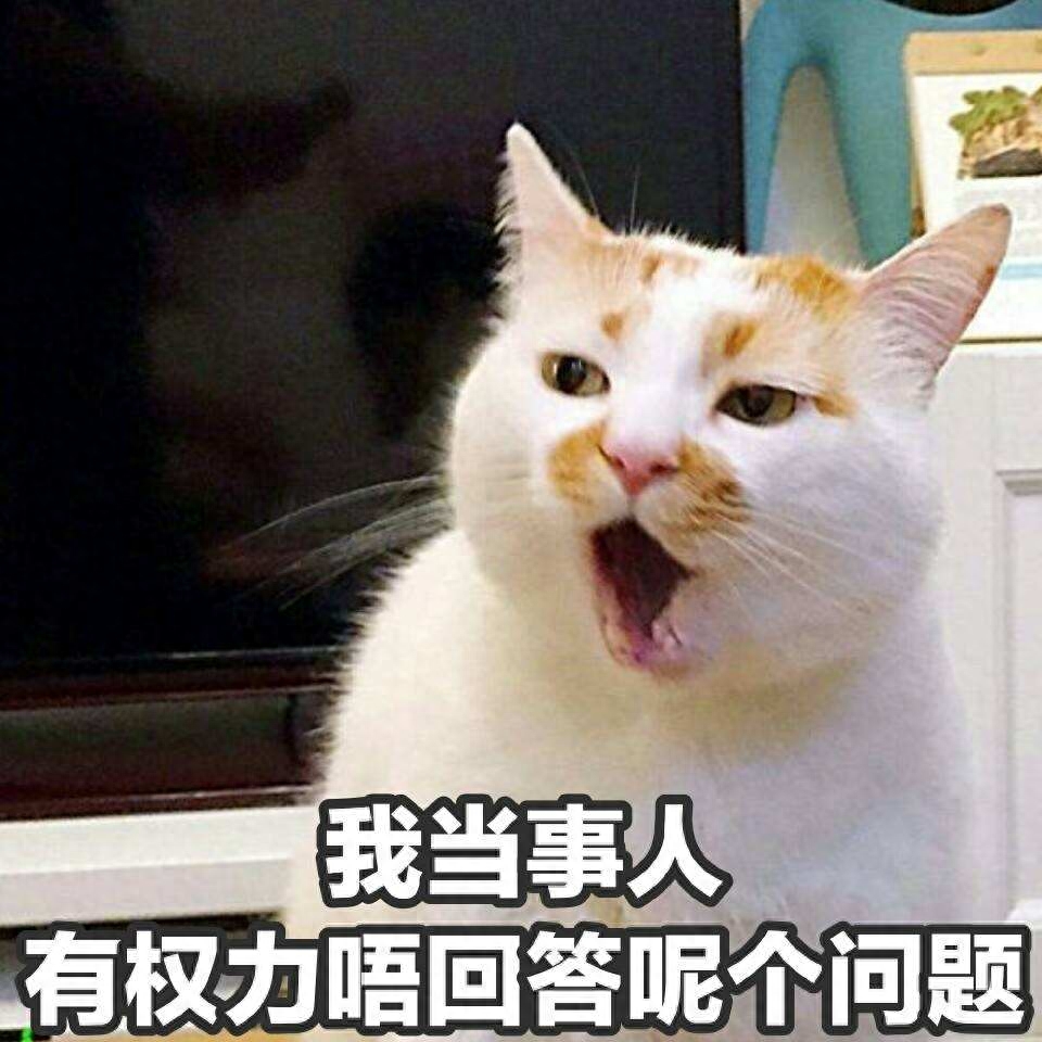 女猫咪高贵洋气的名字有哪些