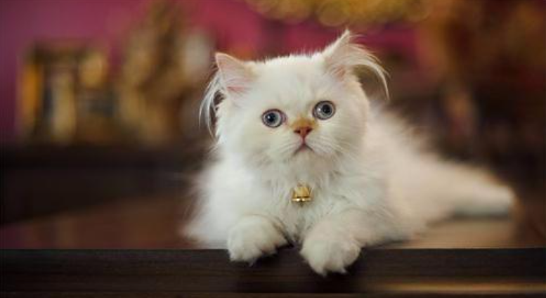 波斯猫怎么养更好呢