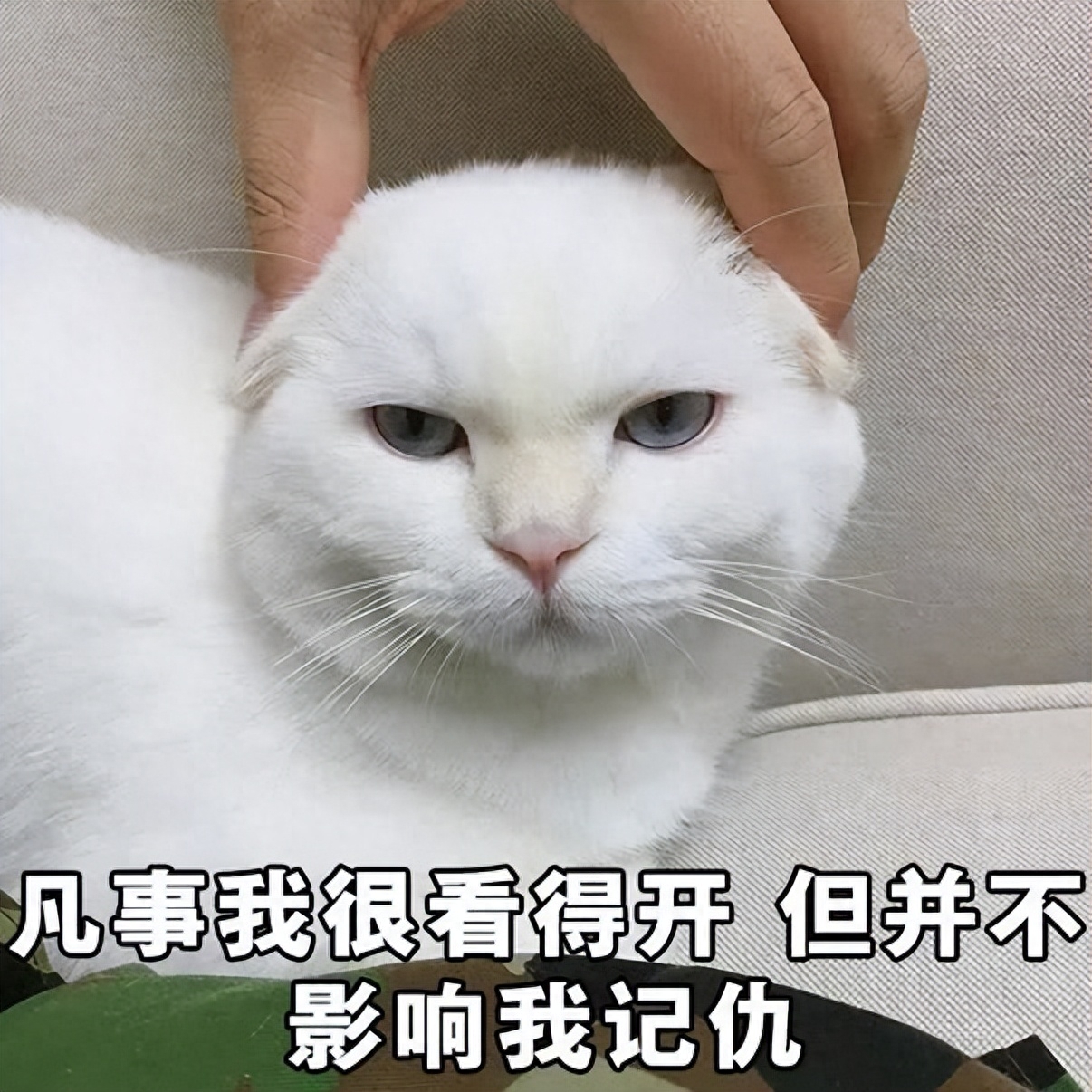猫知道自己换主人了吗