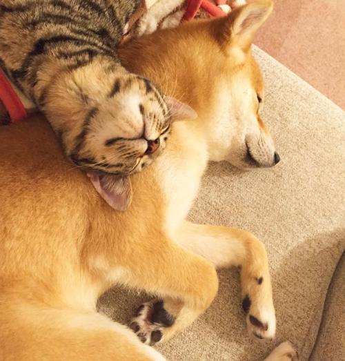 猫和狗互为天敌的原因