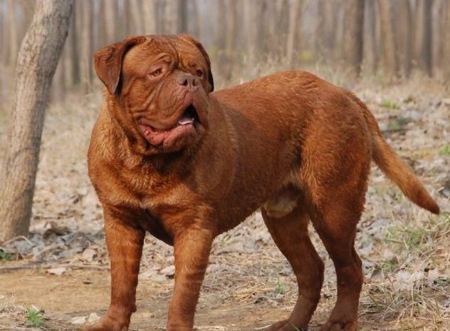 最适合家养的大型猛犬介绍