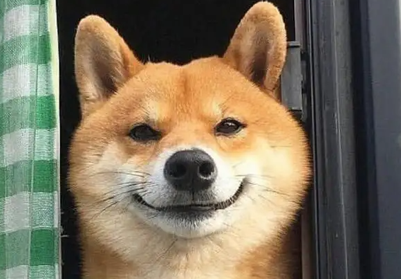 柴犬秋和田犬区别在哪