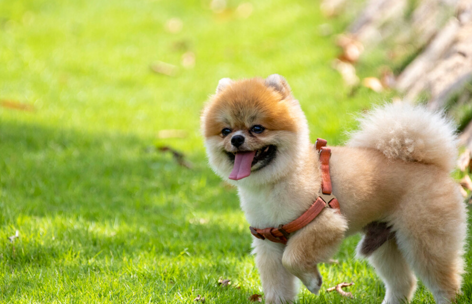 博美犬老年后还会定点大小便吗
