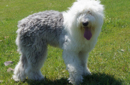 古代英国牧羊犬对食物的要求