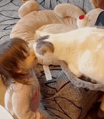 布偶绝对不能养公猫的理由