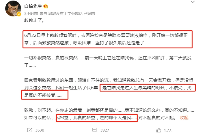 猫咪胰腺炎如何治疗