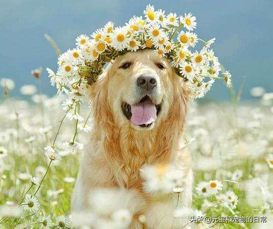 金毛犬喂养方法