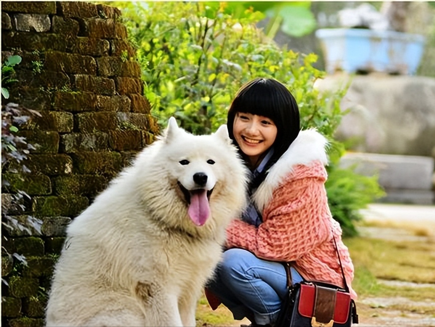 适合女生养的巨型犬