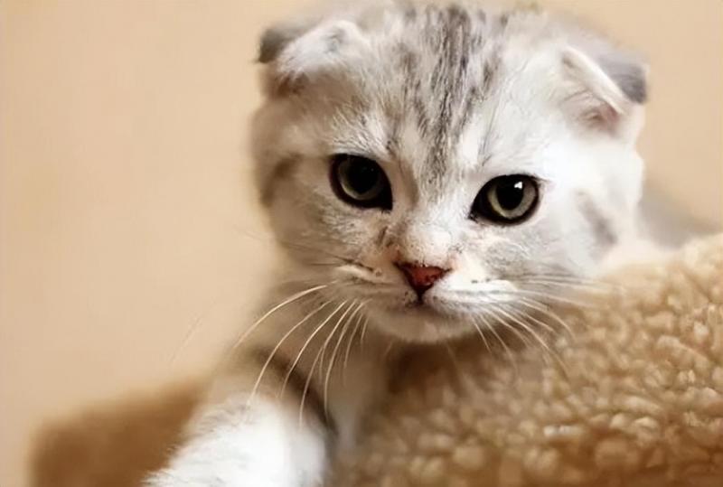 折耳猫为什么不能养一定会发病吗