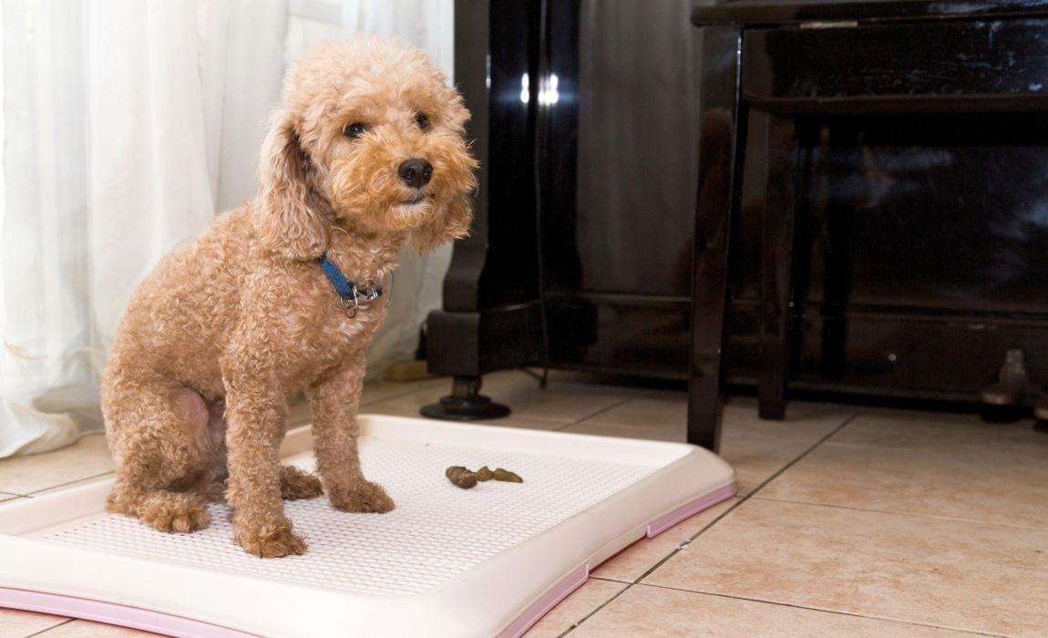 要怎么训练银狐犬大小便呢