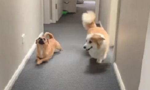 狗狗和柯基犬住一起后 化身“小短腿”
