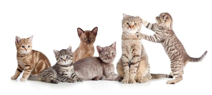 猫的图片大全大图侧面