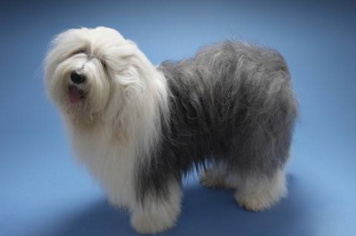 狗狗鉴赏：古代英国牧羊犬