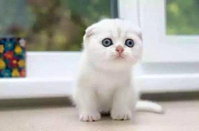 猫感冒症状能自愈吗