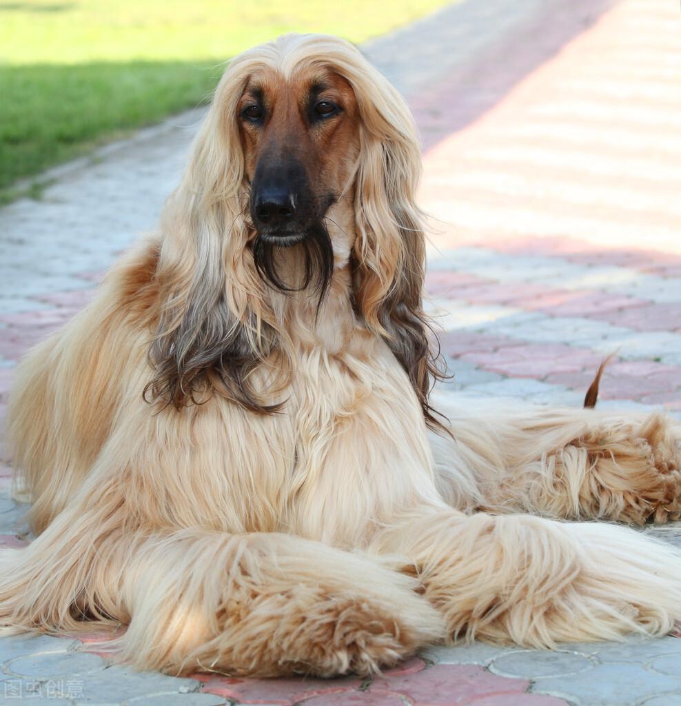 分享我国禁养阿富汗猎犬原因