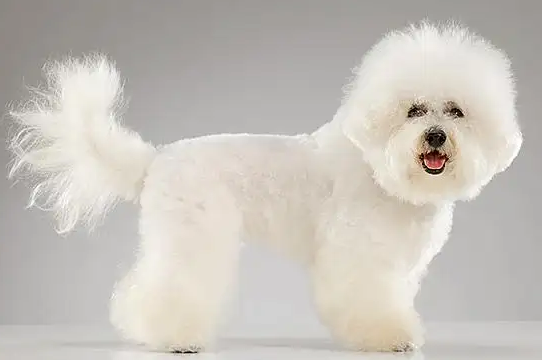 比熊犬的“抗寒能力”怎么样
