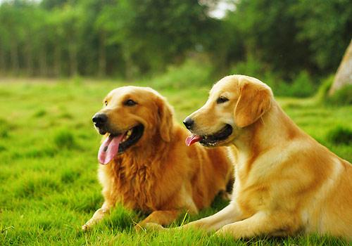 短毛大型犬有哪几种