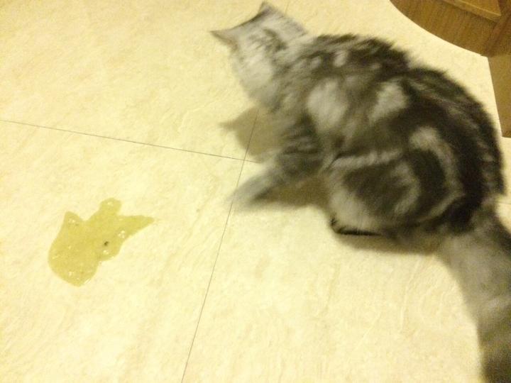 是什么导致猫咪吐黄色的呕吐物