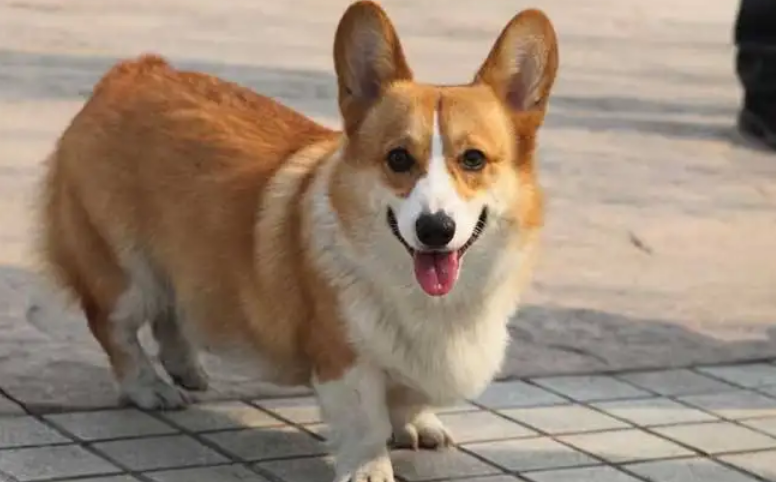 养柯基犬最大的7个忌讳