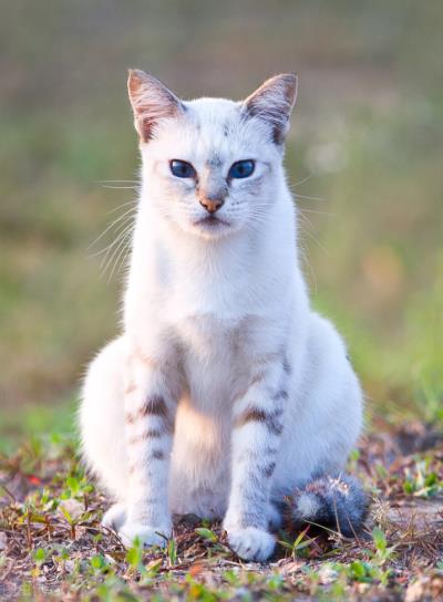 可以判断猫咪年龄的方法