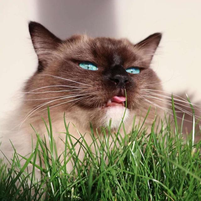 猫草多久吃一次好啊