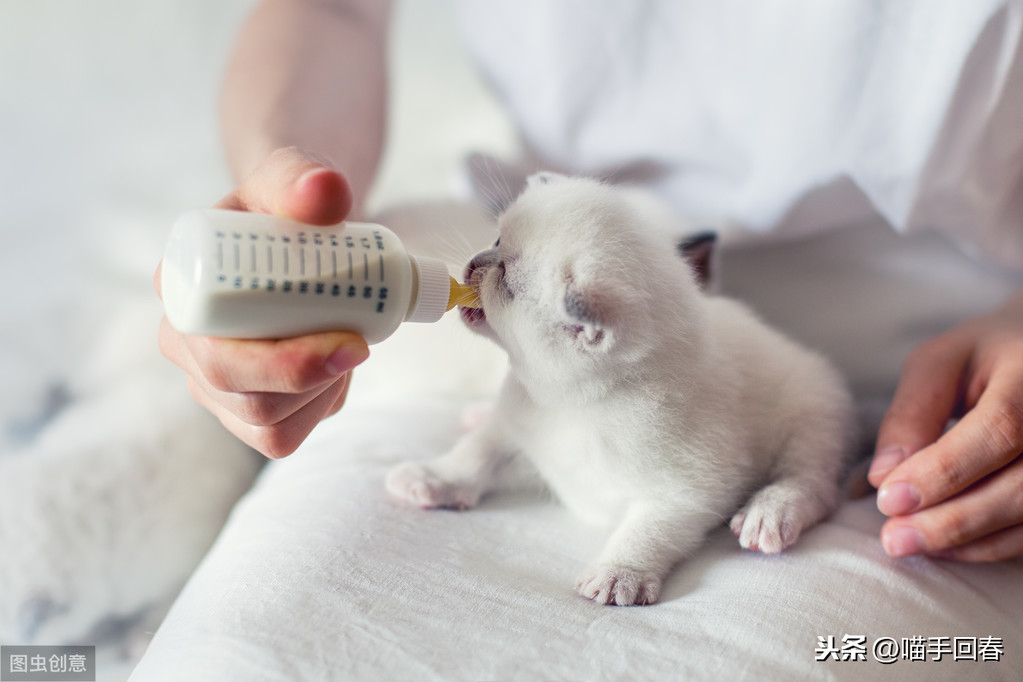 猫咪难产的表现